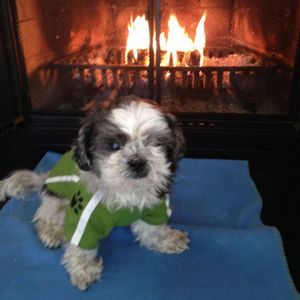 Meet your Posher, Jenny